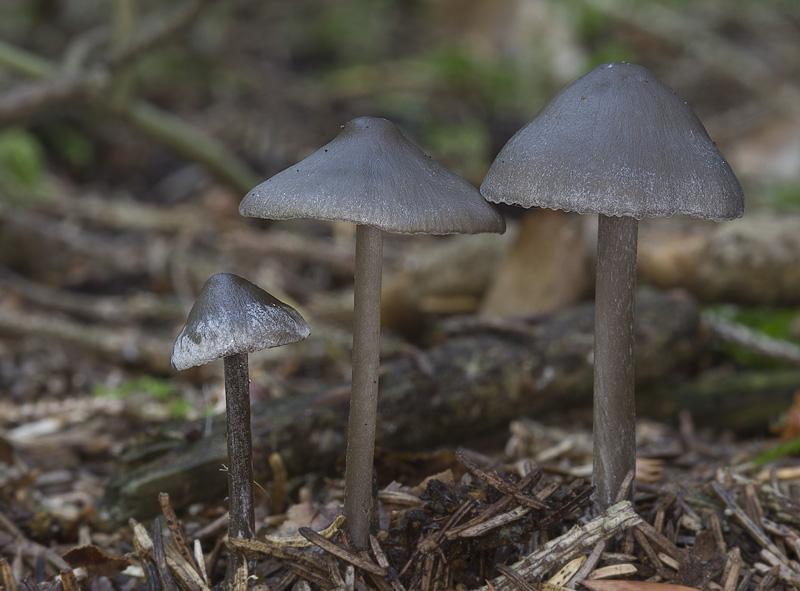 Tephrocybe rancida